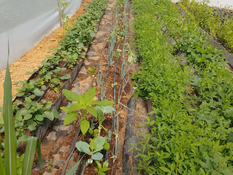 Onion and bean rows at HOCS greenhouse