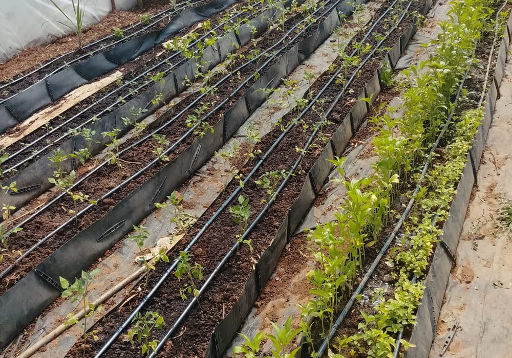 Drip-irrigated seedbeds inside the HOCS greenhouse