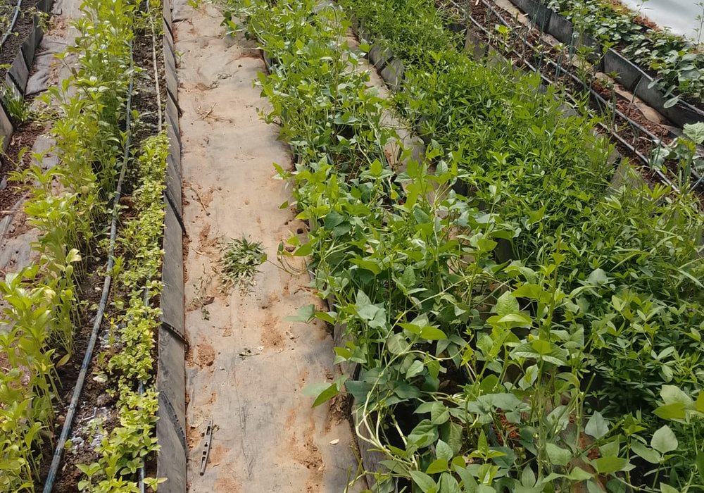 Climate-smart vegetable rows at the HOCS greenhouse